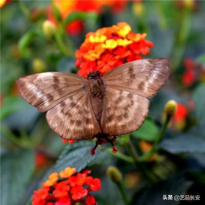 美少女阴阳师手游官方下载
